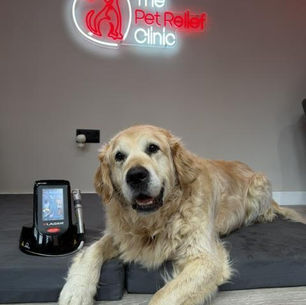 A Veterinary nurse's laser treatment that dogs love