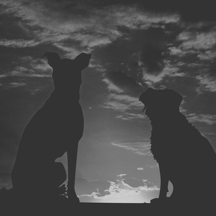 Paws, Plates & Purpose