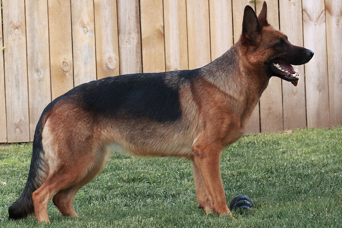 Nikita vom Grunwald Haus, a German Shepherd Dog