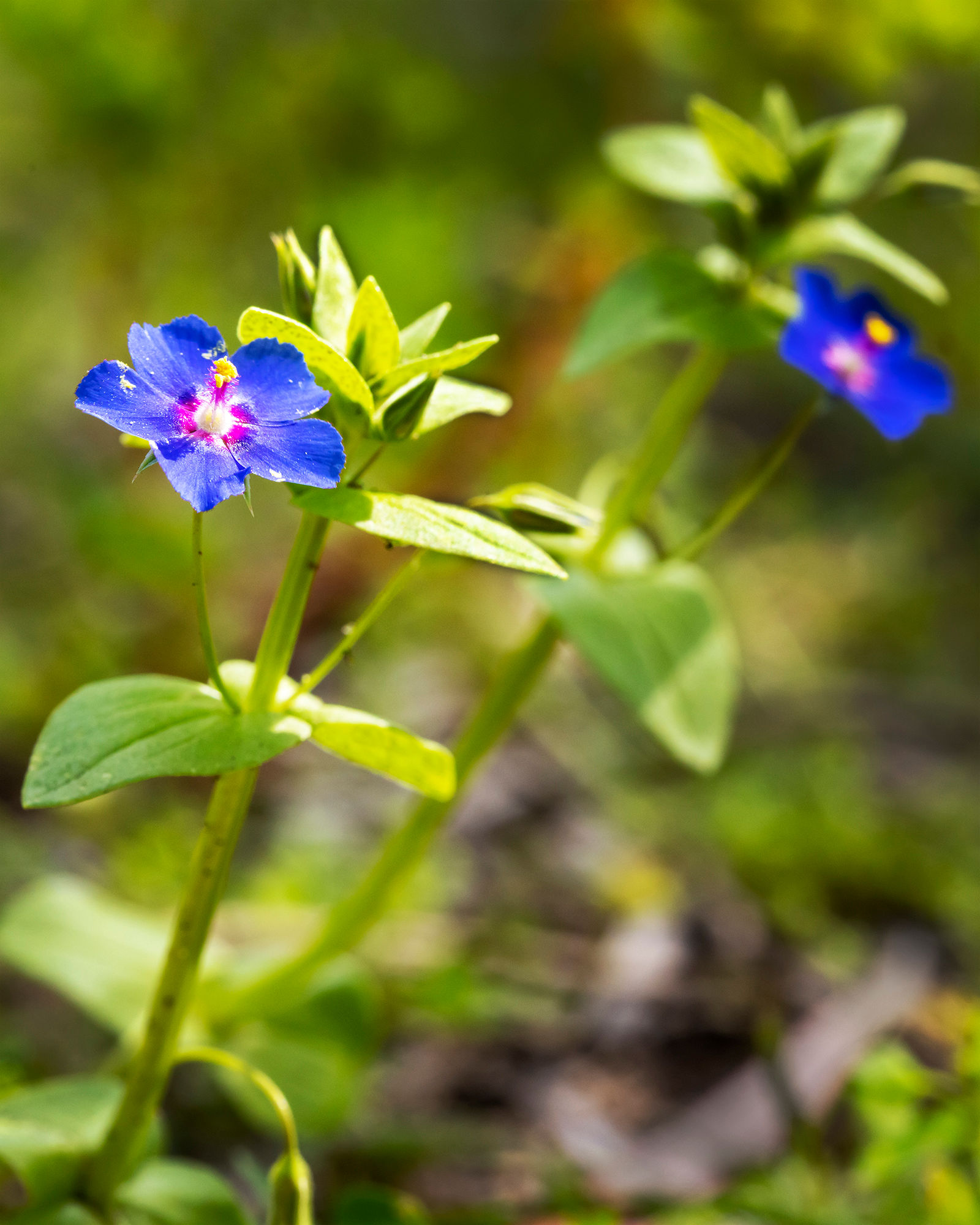 Blue Pimpernel