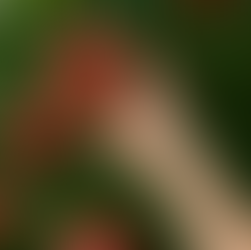 Syntiin lankeaminen ja sen häpeästä vapaaksi pääseminen (1 Moos. 3: 1 – 14 ) osa 1/2