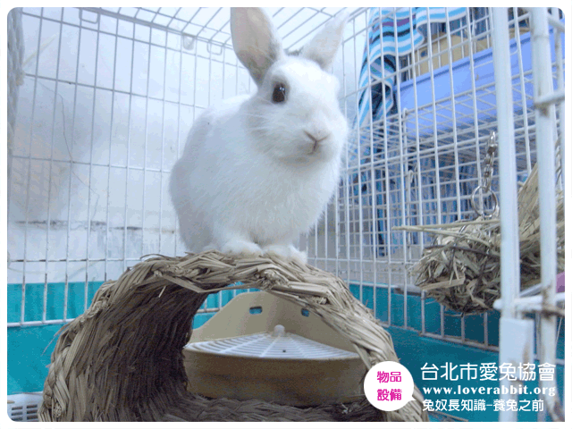 (圖框)兔知識_養兔之前-5.gif