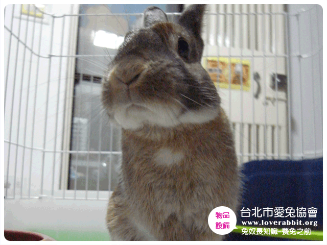 (圖框)兔知識_養兔之前-7.gif