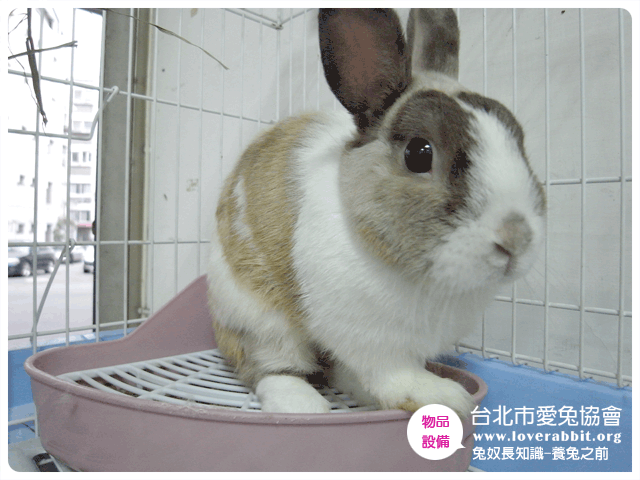 (圖框)兔知識_養兔之前-11.gif