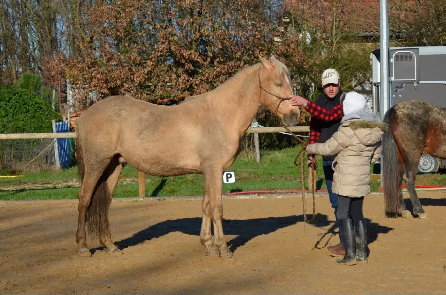 Stage ethologie horsemanship Toulouse haute garonne
