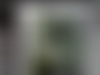 Windowsill Spring Bloom