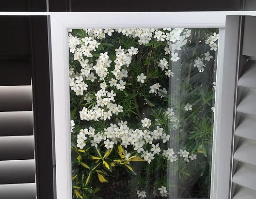 Windowsill Spring Bloom