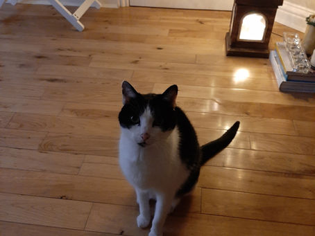 365 days without my fur baby Joey. My sweet, loving and gentle baby boy, how I miss you...