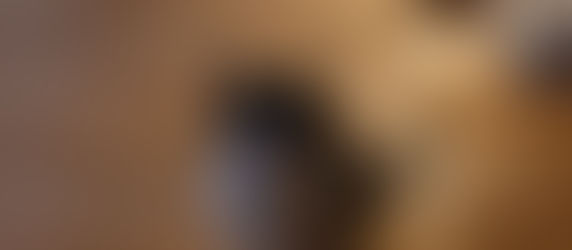 365 days without my fur baby Joey. My sweet, loving and gentle baby boy, how I miss you...