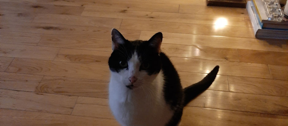 365 days without my fur baby Joey. My sweet, loving and gentle baby boy, how I miss you...