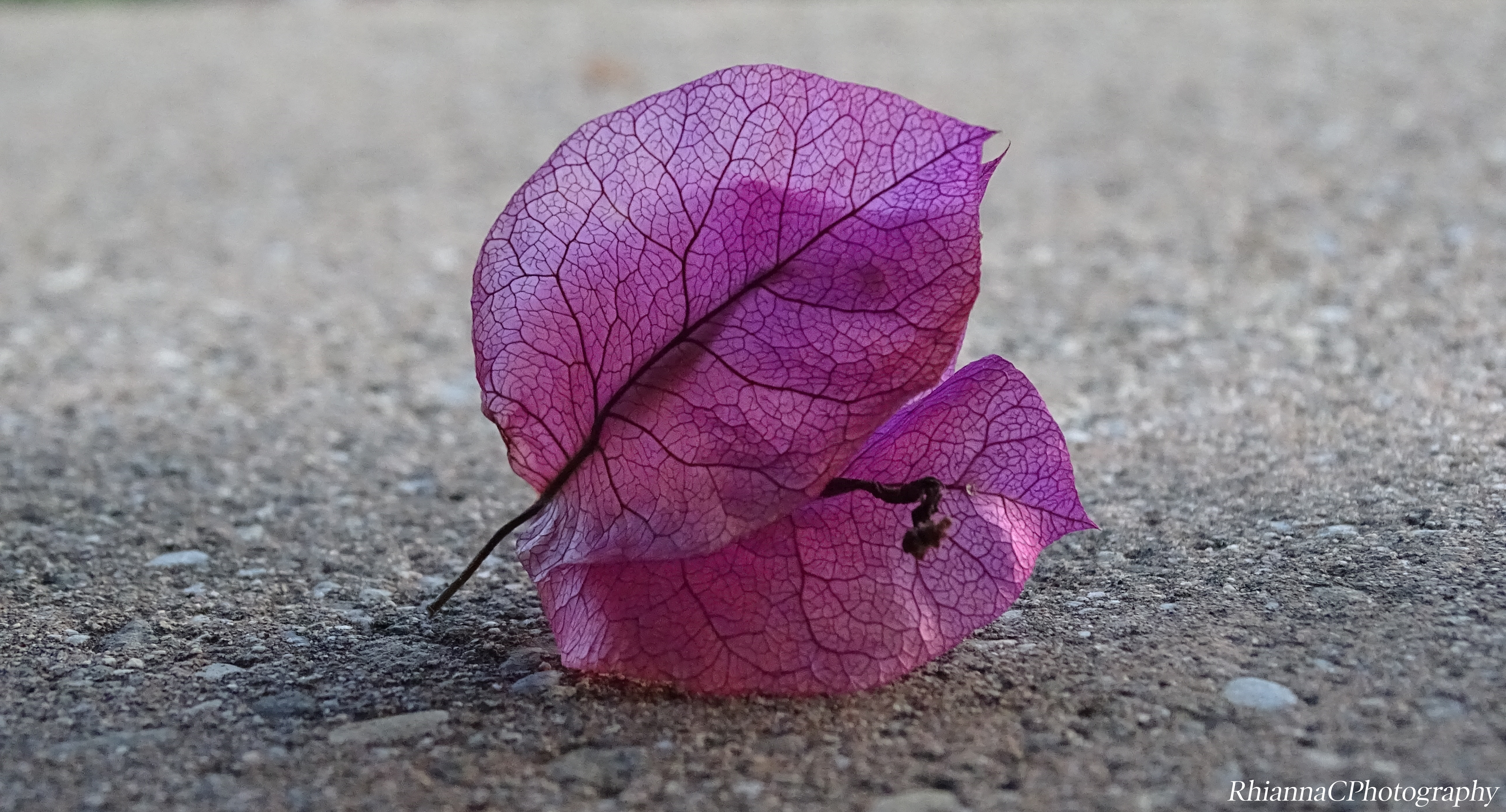 pink petal 2.jpg