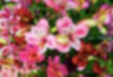 2A878F0B-47B4-419B-9045-5D49A0EC4094_1_201_a.jpeg