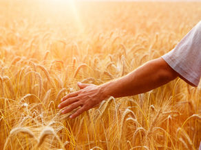Sowing and Reaping
