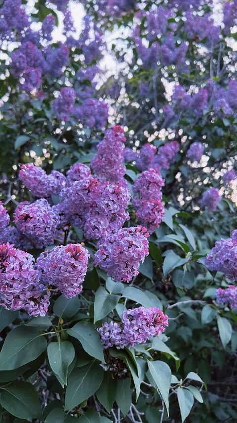 bekah scout about me family newborn wedding engagement couple senior photographer nebraska