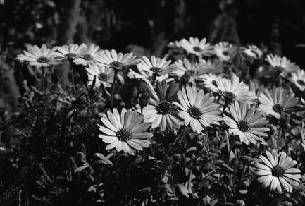 Flowers [B&W]