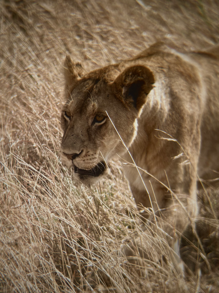 Lion Walking
