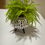 Thumbnail: Mini arrangement 