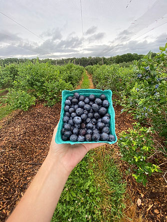 Bowman You-pick Blueberries.jpeg