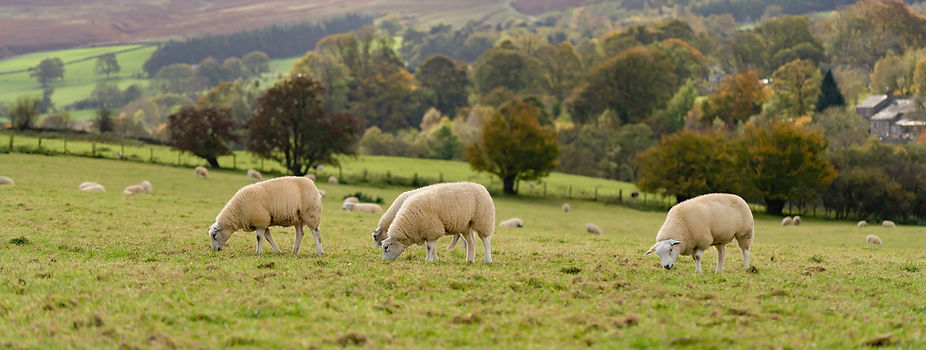 AdobeStock_323111611.jpeg