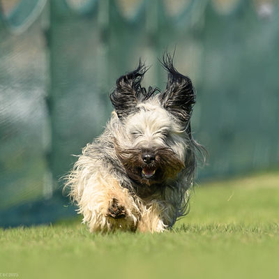 Rowan the Skye Terrier runs toward the camera with her hair flying in the wind