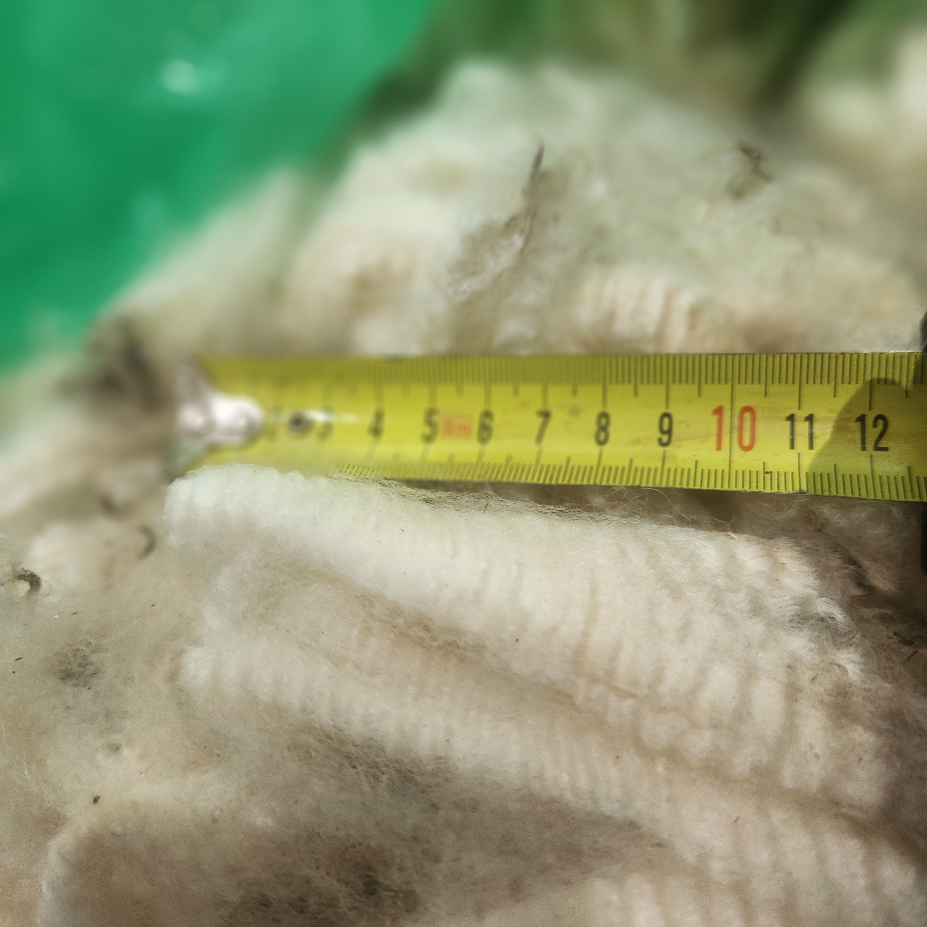 Fleece Corriedale