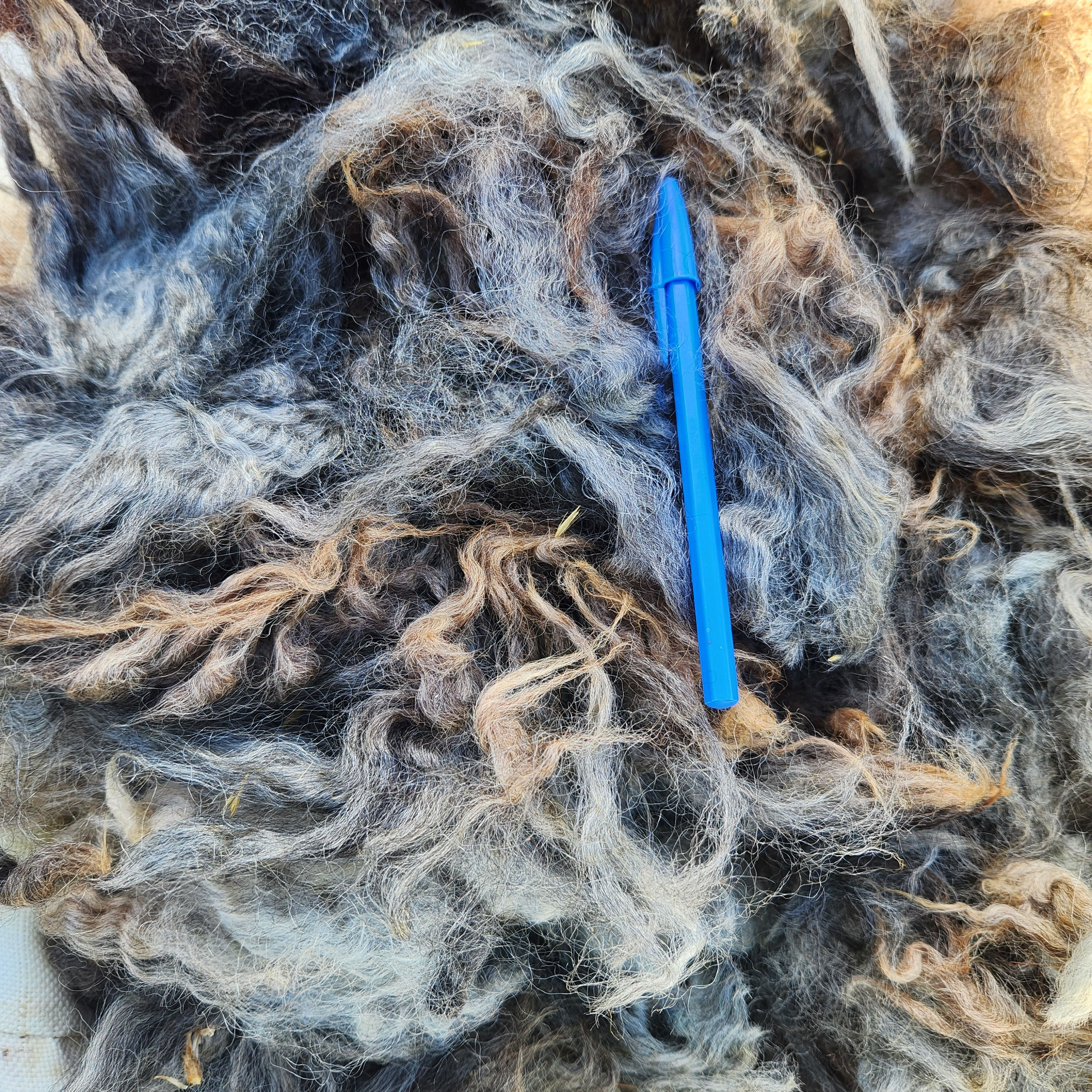 Fleece Romney