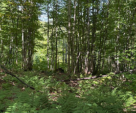 Sainte-Apolline-de-Patton