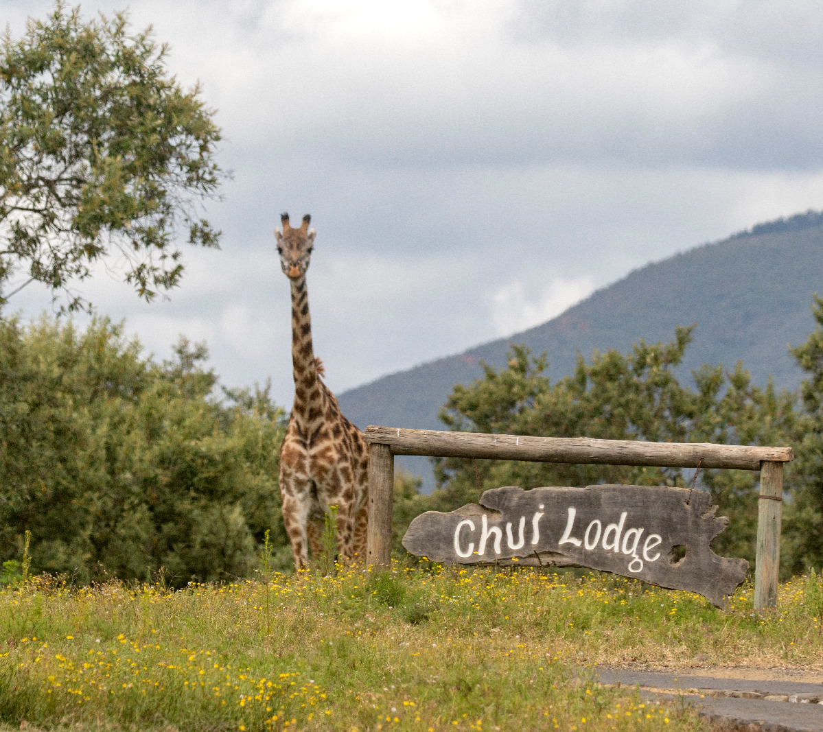 Chui Lodge in Lake Naivasha — photo 2