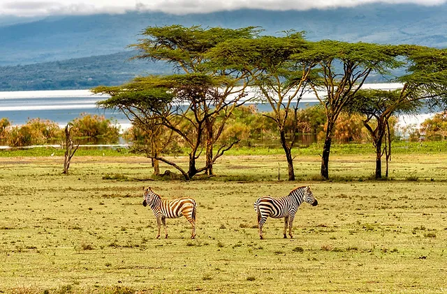 Zebra on the Island