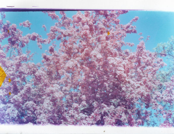 cherry blossom.jpg