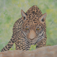 "Leopard Cub"