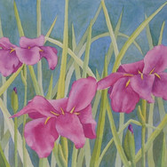 "Purple Irises"