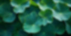 Sacred Soul Wellness - Plant 2.jpg