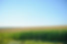 green-field-of-young-corn-under-the-sunlight-2025-03-15-22-59-06-utc.jpg