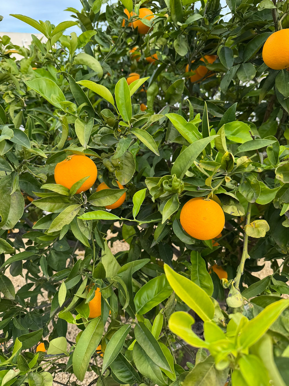 Fruit uit eigen tuin