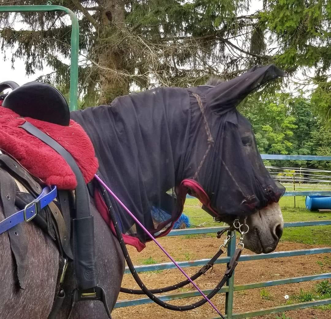 Mule/Donkey Horsehoodies