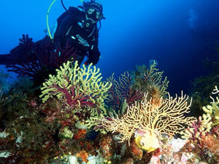 Du lycée Esabac du Convitto RC à manager pour la sauvegarde du milieu marin