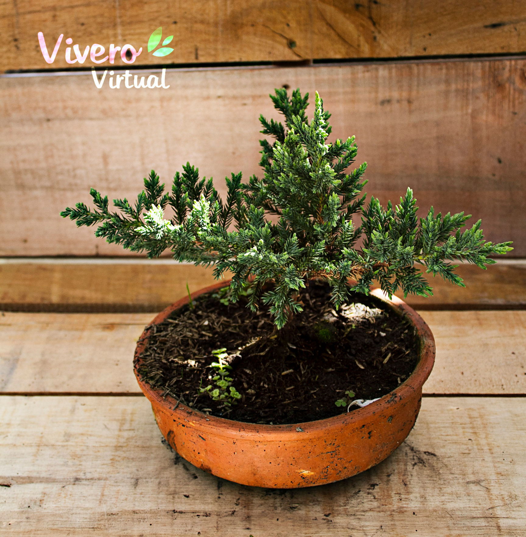 Bonsai (pino rastrero)