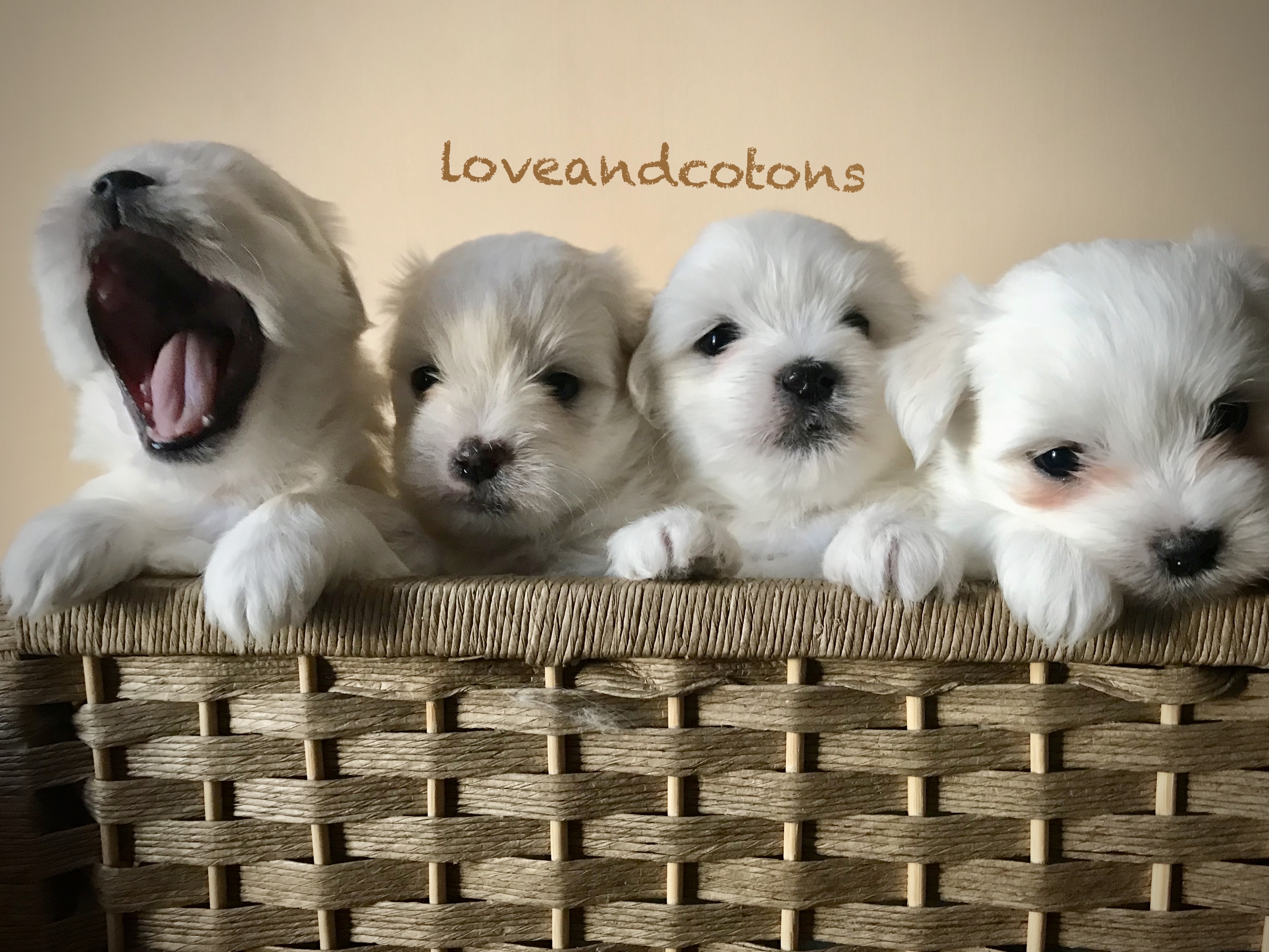 cuccioli