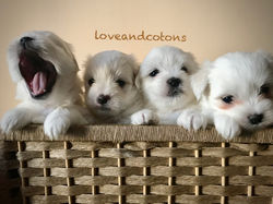 cuccioli
