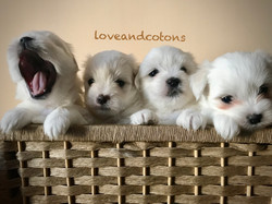 cuccioli