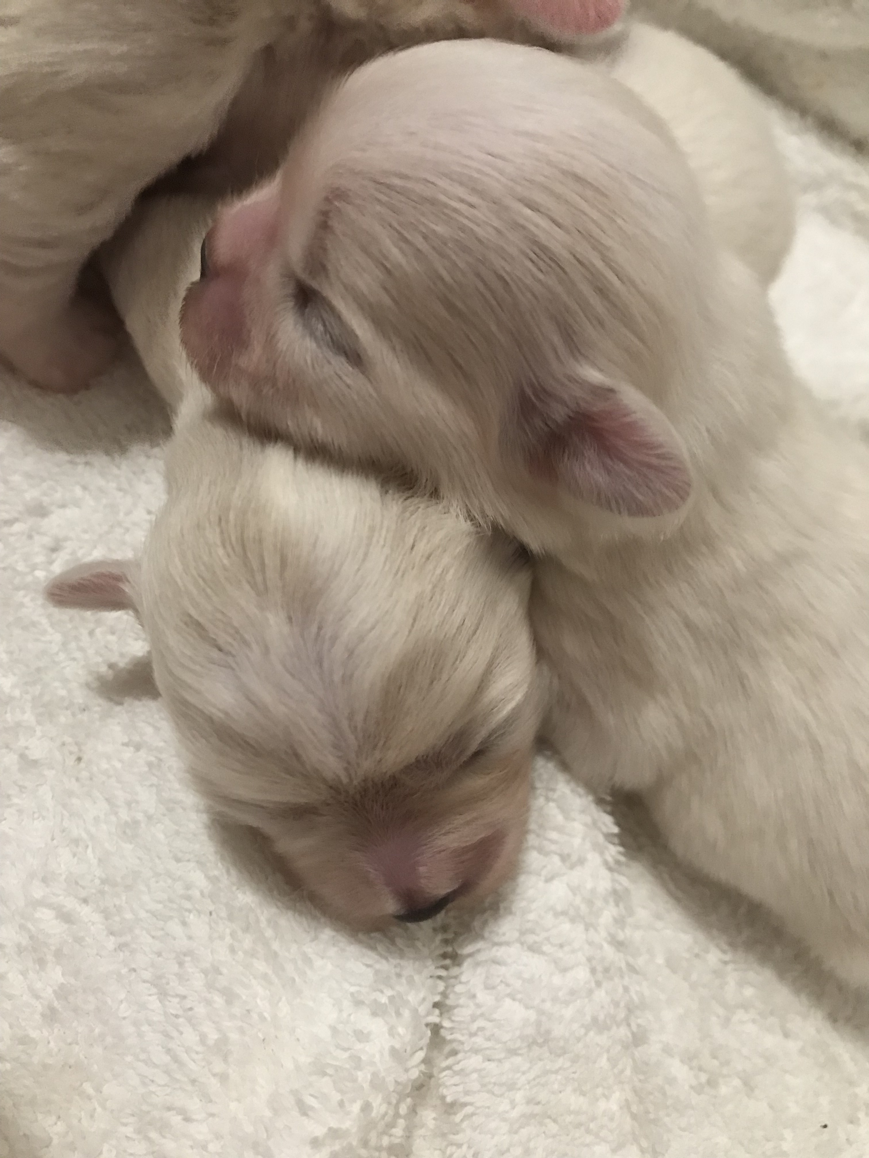 CuccioliLoveandCotons 2018