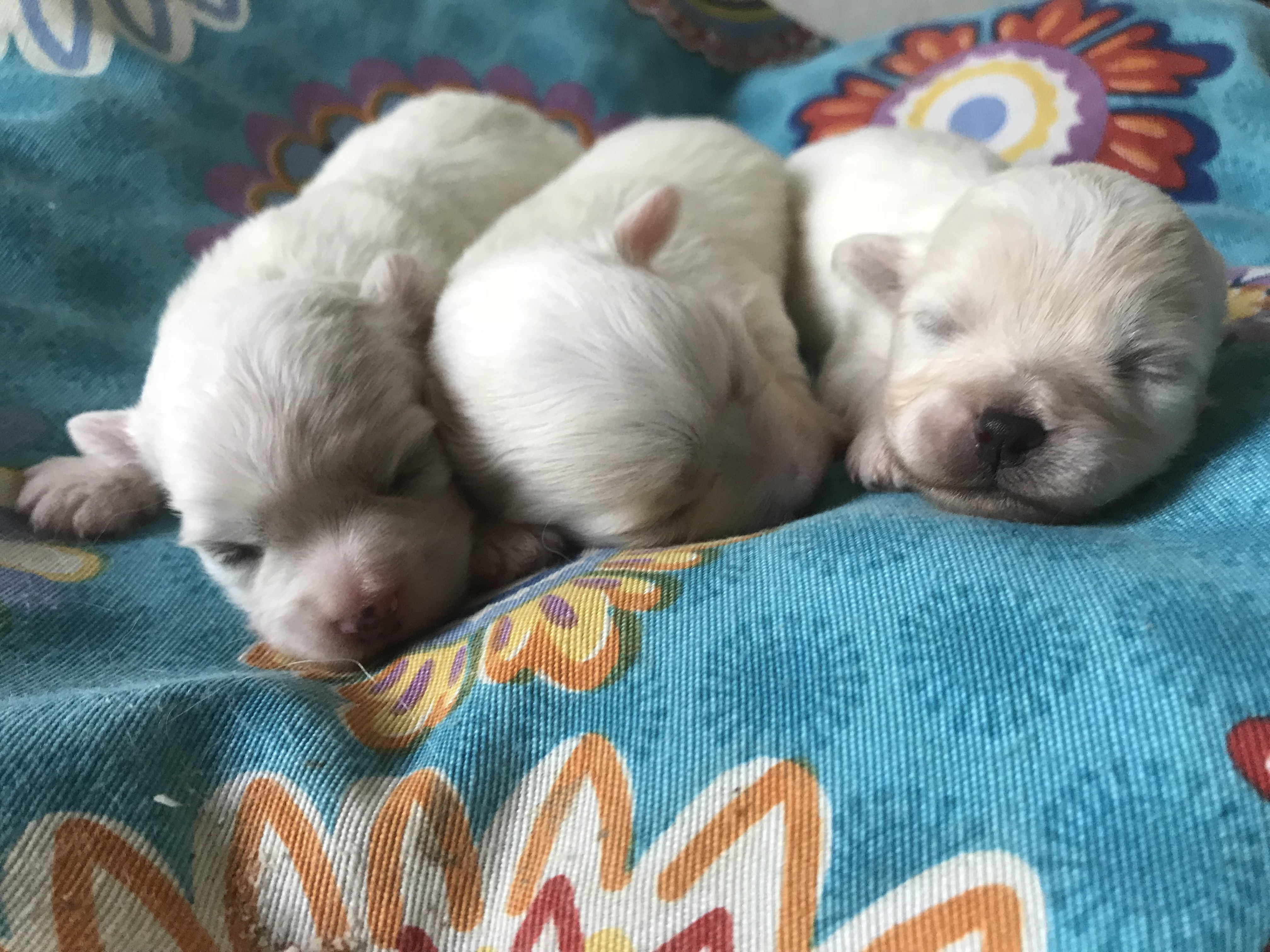 Cuccioli LoveandCotons 2018