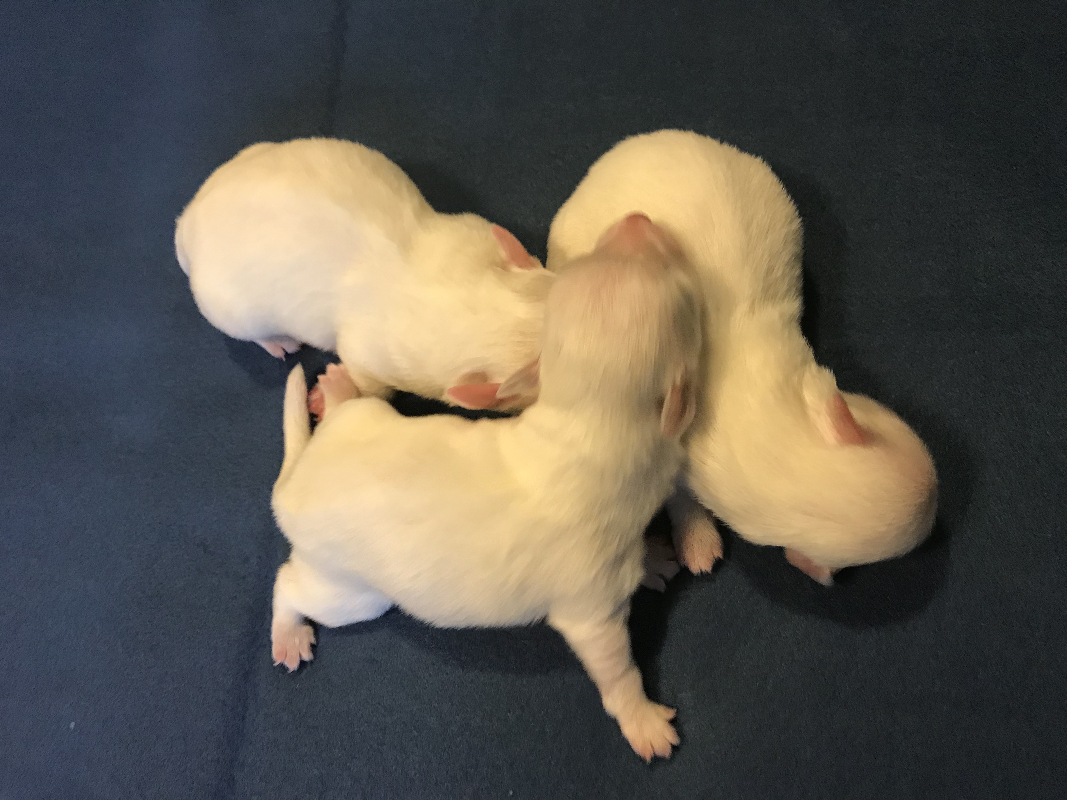 cuccioli fb 2018