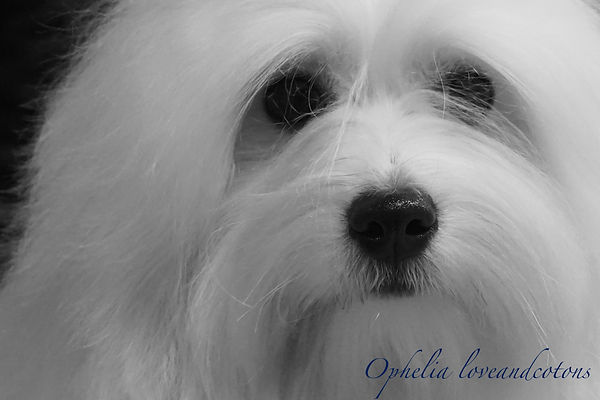 Ophelia | coton de tulear | allevamento | loveandcotons | lombardia | Italia | cuccioli