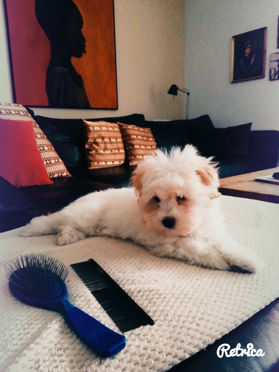 Leopoldo LoveandCotons 2108