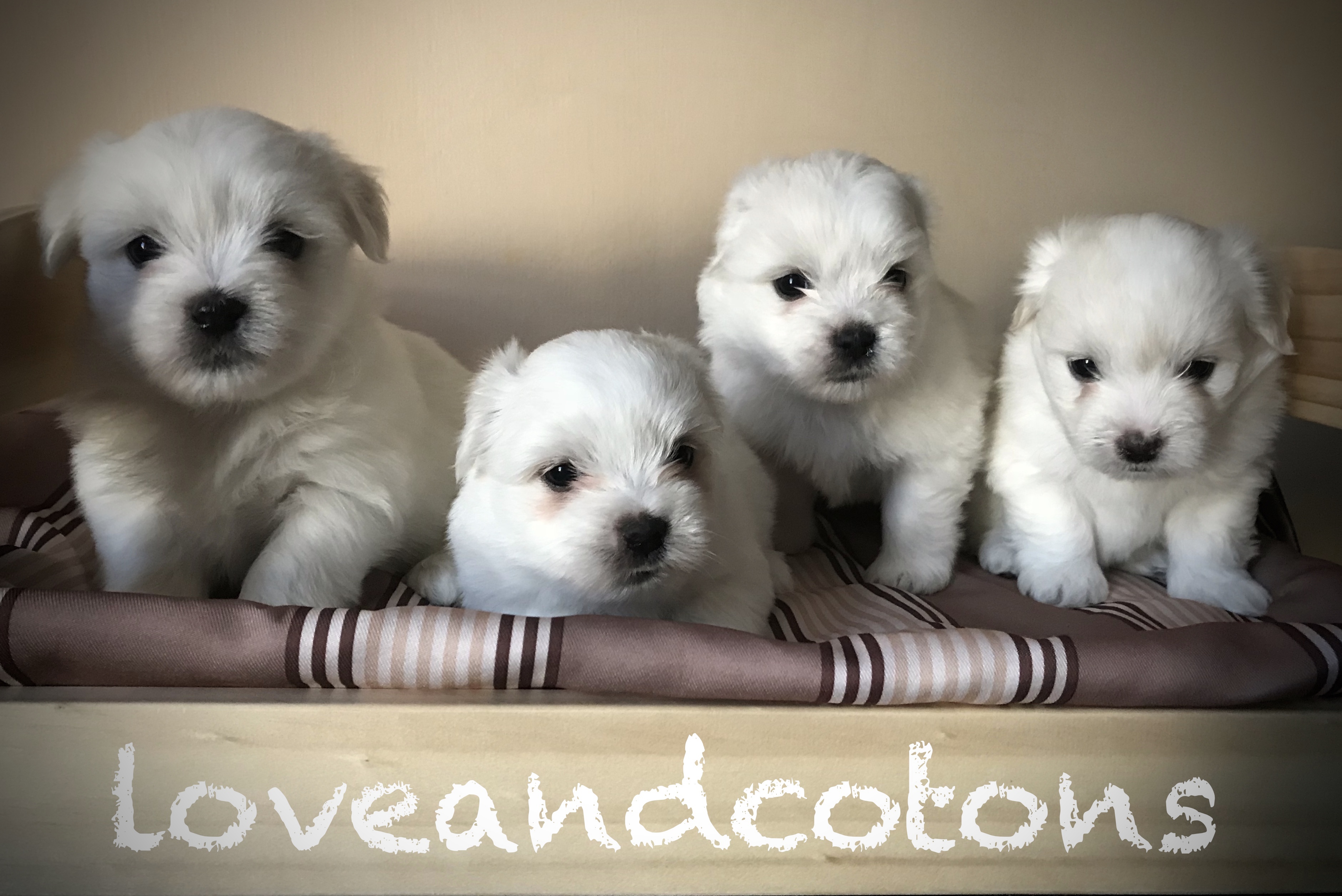 cuccioli