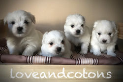 cuccioli