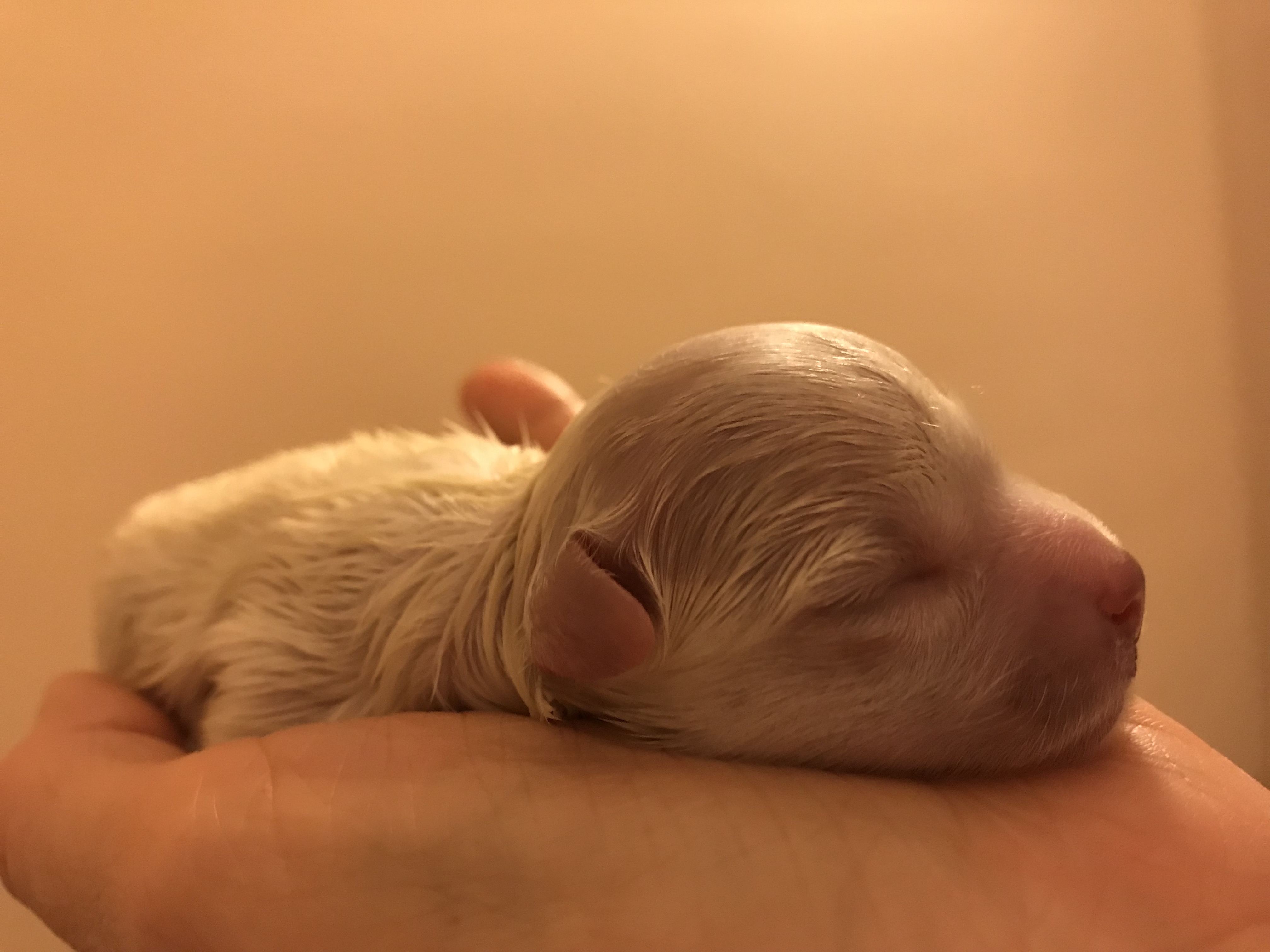 Cuccioli 24.3.2018