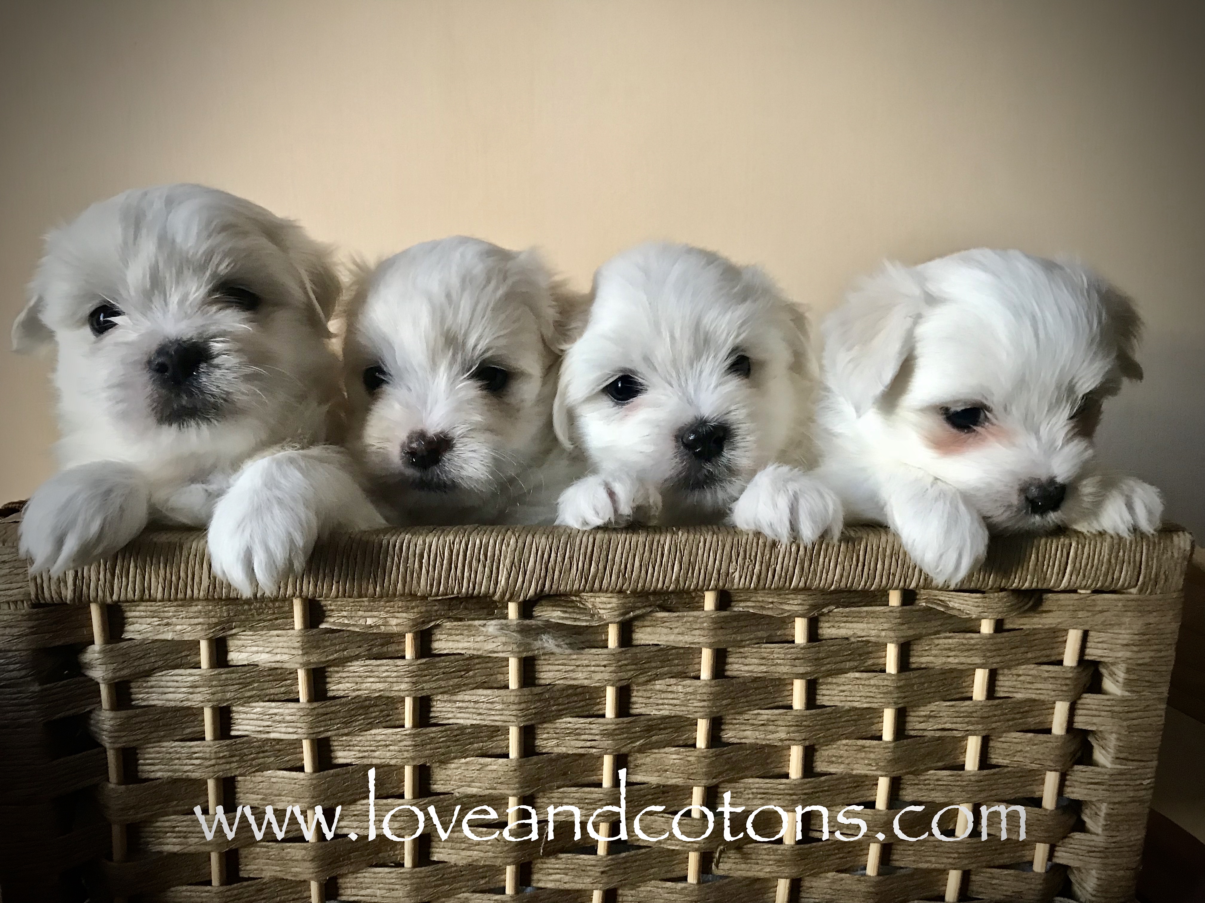 cuccioli